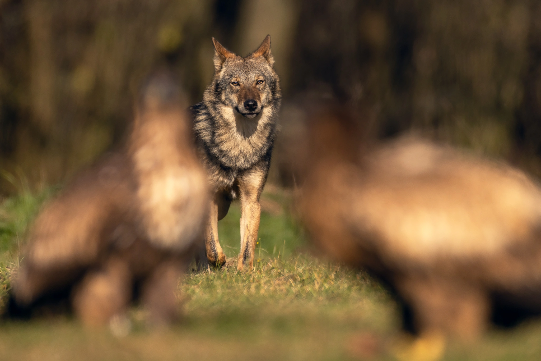White-tailed Eagle Expedition gallery image 3